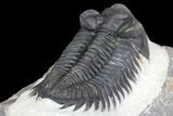Coltraneia Trilobite Fossil - Huge Faceted Eyes #146572-2
